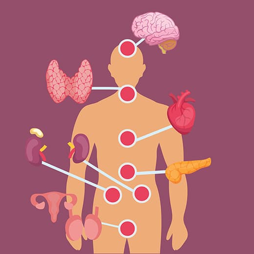 Image of Understanding Hormones