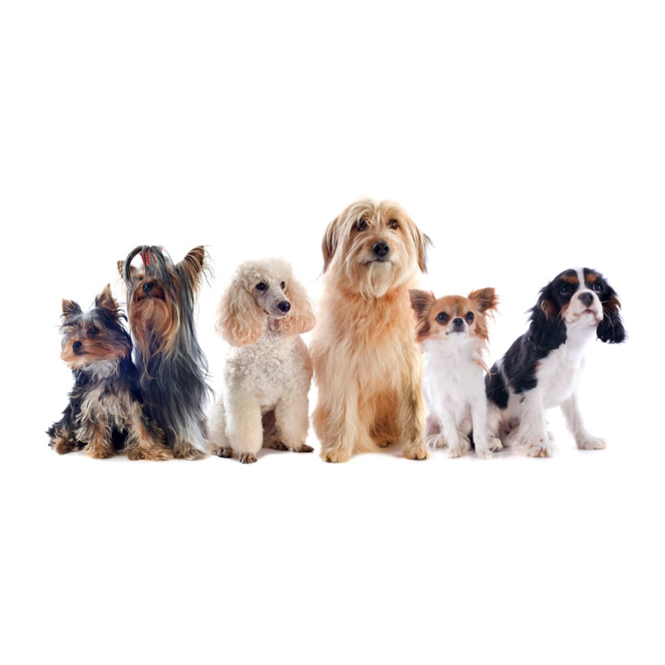 Image of Dog Grooming Diploma Course