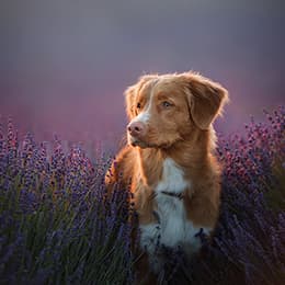 Image of Herbalism for Animals Diploma Course