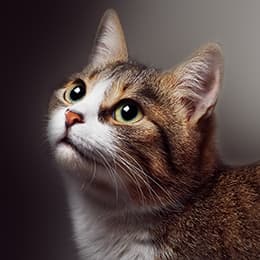 Image of Understanding Feline Anxiety Diploma Course