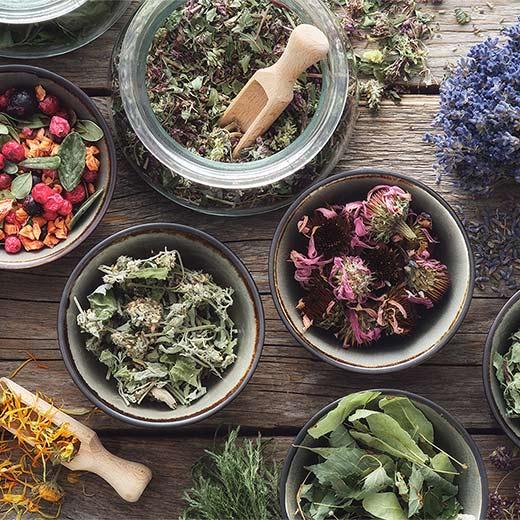 Image of Learn to Heal with Herbs