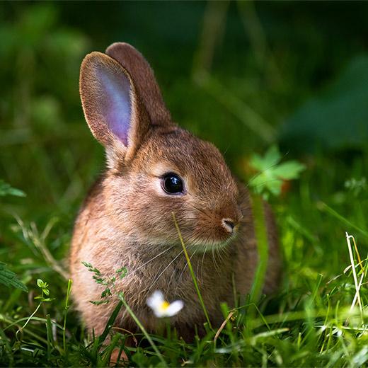 Image of Rabbit Care, Behaviour and Welfare