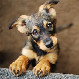 Image of Understanding Canine Anxiety Diploma Course