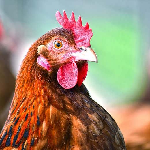 Image of Chicken Keeping Diploma Course