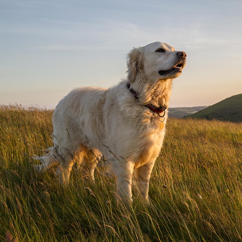 Image of Canine Holistic Health & Therapy Diploma Course