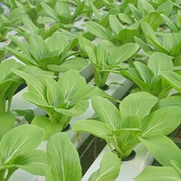 Image of Introduction to Aquaponics Diploma Course