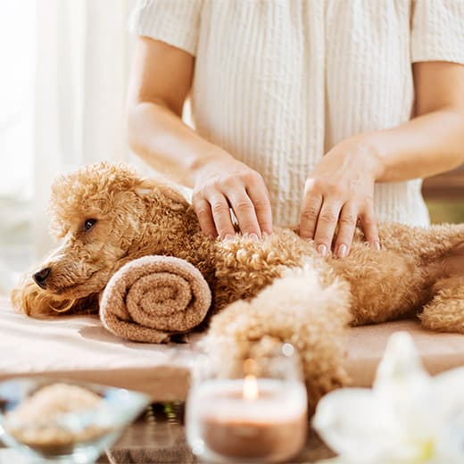 Image of Canine Massage Diploma Course