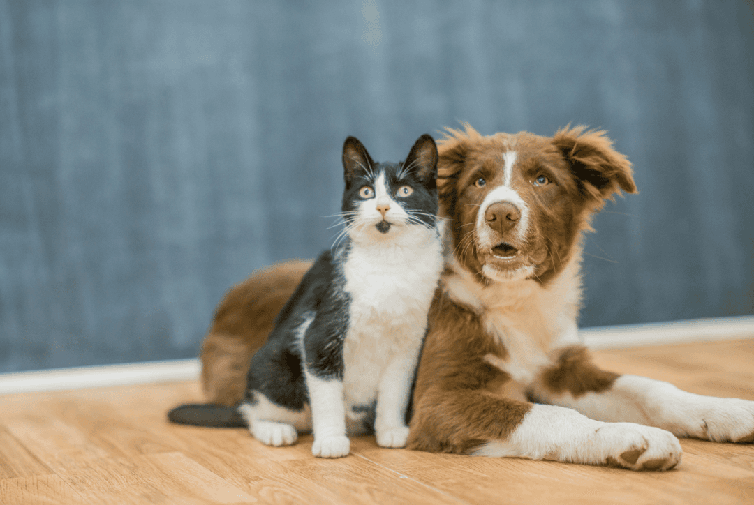 Which Dog Breeds Are Good With Cats? Thumbnail