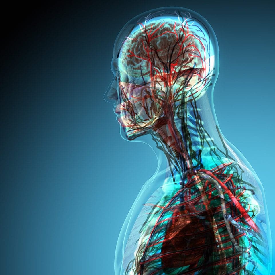 Anatomy and Physiology Thumbnail