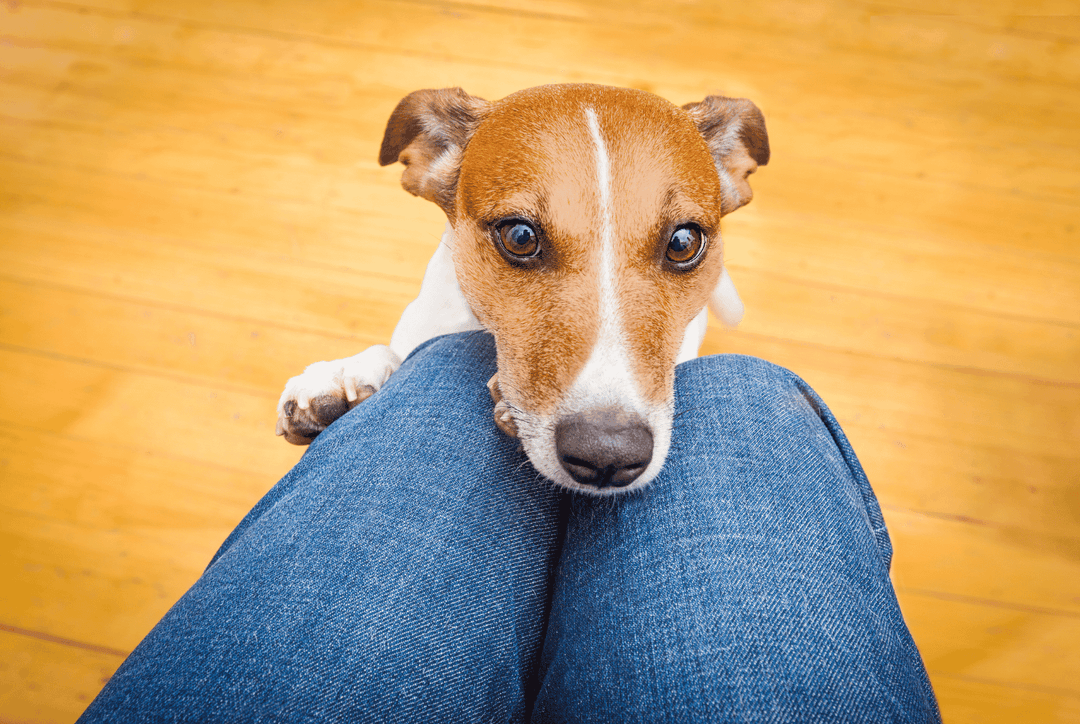 Why is My Dog So Clingy? Causes, Behaviour & How to Help Thumbnail