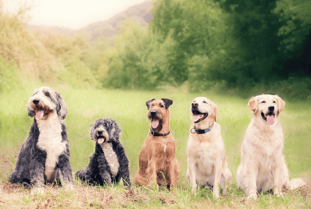 Which Dog Breeds Are Best for First-Time Owners? Thumbnail
