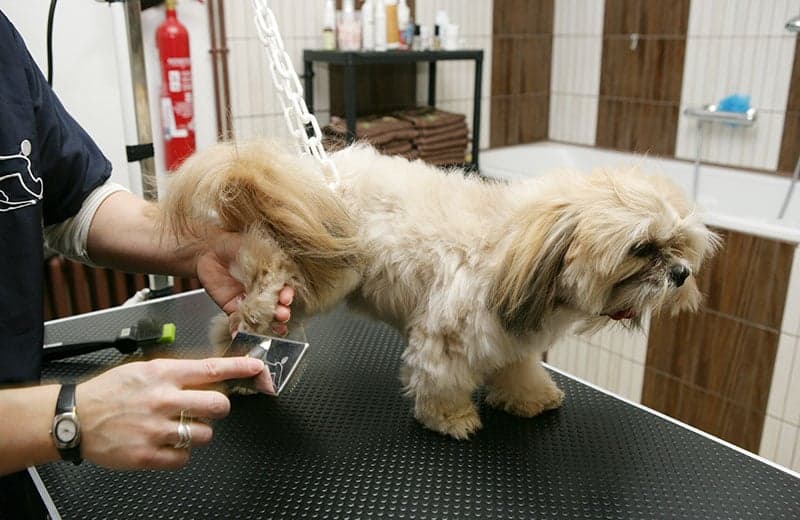 How to Become a Professional Dog Groomer in the UK Thumbnail