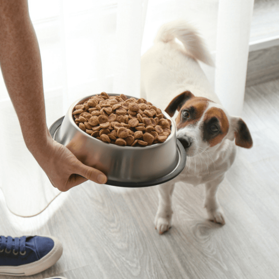 Canine Nutrition Thumbnail