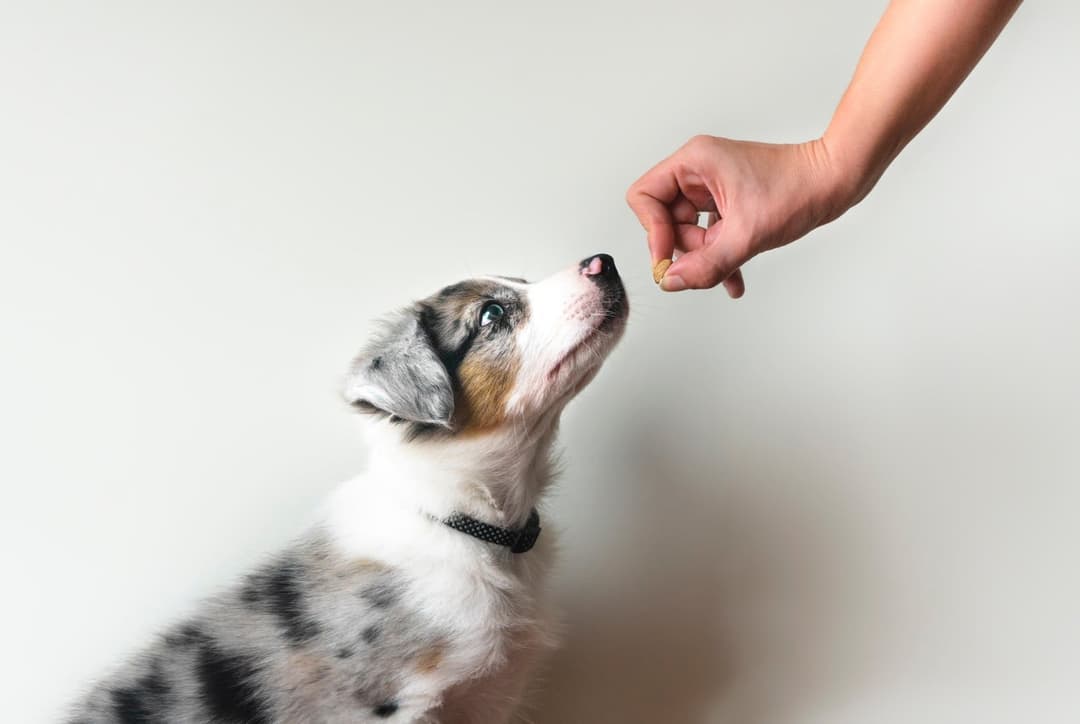 How to Become a Dog Trainer: Salary, Qualifications & Courses Thumbnail