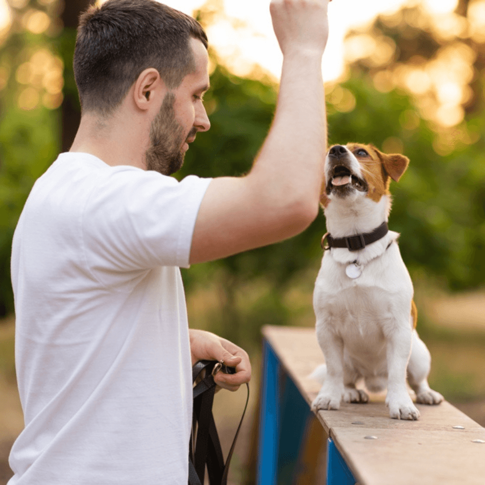 Dog Training Thumbnail