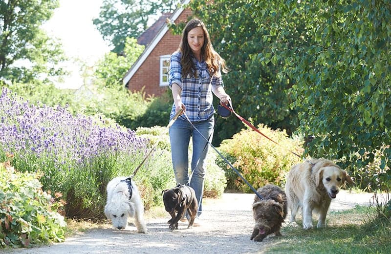 How to Start a Pet Sitting Business in the UK Thumbnail