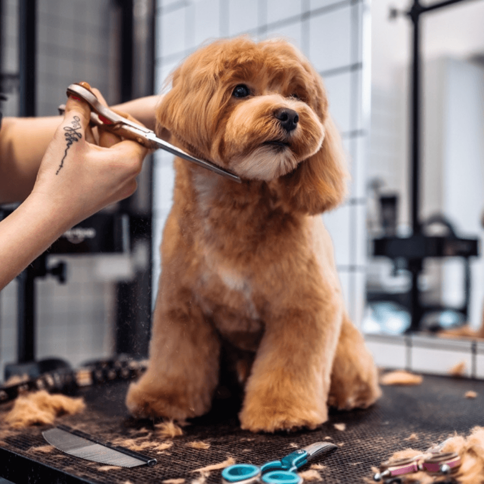 Dog Grooming Thumbnail