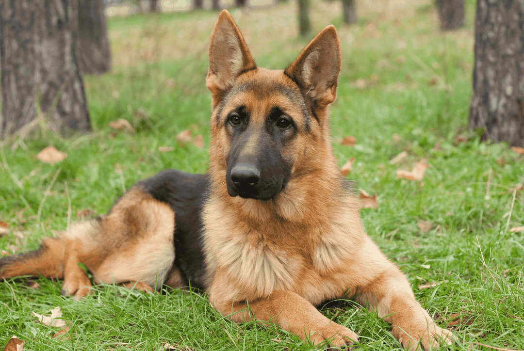 Which Dog Breeds Are Best for Security? Thumbnail