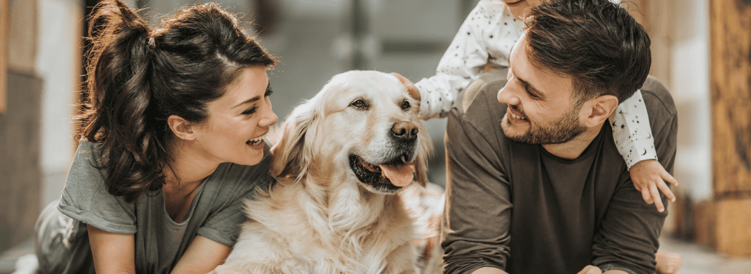 Which Dog Breeds Are the Most Affectionate? Thumbnail