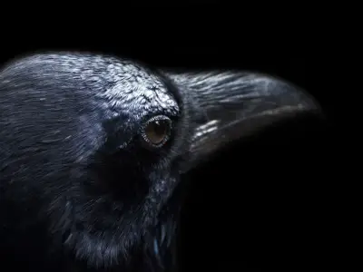 What is the Spiritual Meaning of a Crow?