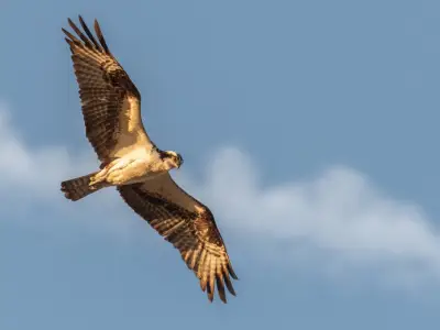 What is the Spiritual Meaning of a Hawk?