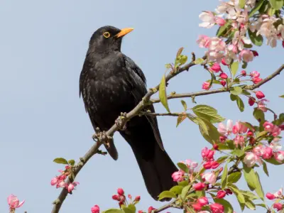 What is the Spiritual Meaning of Blackbirds?