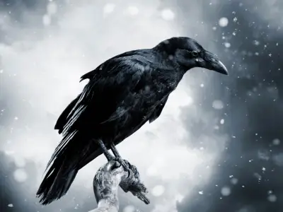 Raven Symbolism: What is the Spiritual Meaning of a Raven?