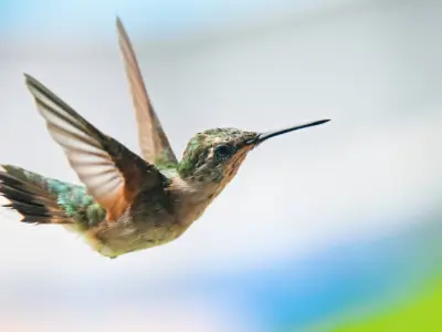 What is the Spiritual Meaning of a Hummingbird?