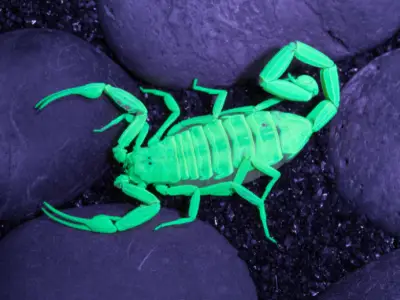 Scorpion Symbolism: What is the Spiritual Meaning of a Scorpion?