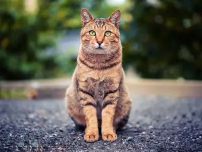 Cat Symbolism: What is the Spiritual Meaning of a Cat?