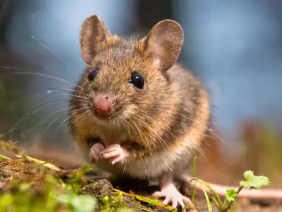 Mouse Symbolism: What is the Spiritual Meaning of a Mouse?