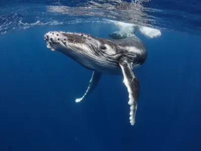 What Does it Mean When you Dream About Whales?