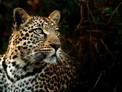 Leopard Symbolism: What is the Spiritual Meaning of a Leopard?