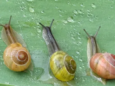 Snail Symbolism: What is the Spiritual Meaning of a Snail?