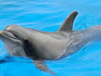 Dolphin Symbolism: What is the Spiritual Meaning of a Dolphin?