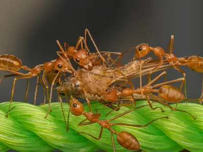 What Does it Mean When You Dream About Insects?