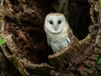 What is the Spiritual Meaning of Owls?