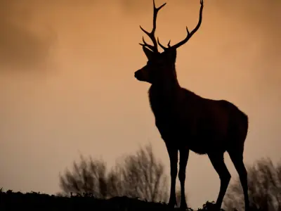 Deer Symbolism: What is the Spiritual Meaning of a Deer?