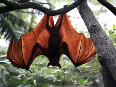 What Does it Mean When You Dream About Bats?