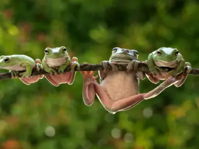 What is the Spiritual Meaning of a Frog?