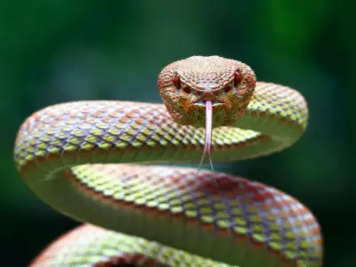 What is the Spiritual Meaning of Snakes?