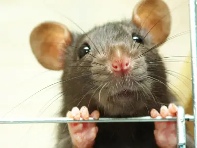 Rat Symbolism: What is the Spiritual Meaning of a Rat?