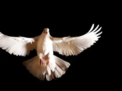 Dove Symbolism: What is the Spiritual Meaning of a Dove?