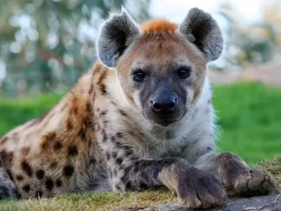 Hyena Symbolism: What is the Spiritual Meaning of a Hyena?