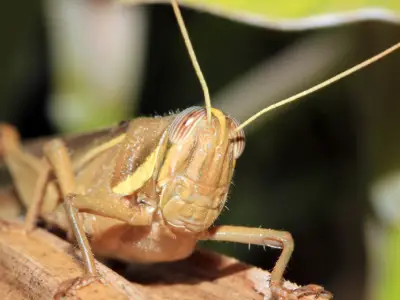 Cricket Symbolism: What is the Spiritual Meaning of Crickets?