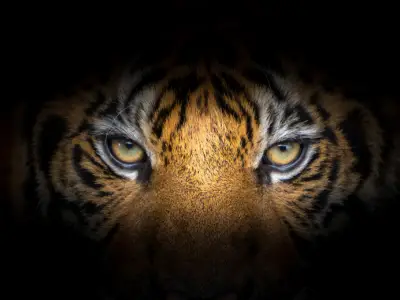 Tiger Symbolism: What is the Spiritual Meaning of a Tiger?