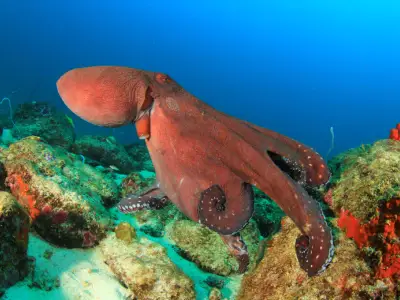 What Does it Mean When You Dream About an Octopus?