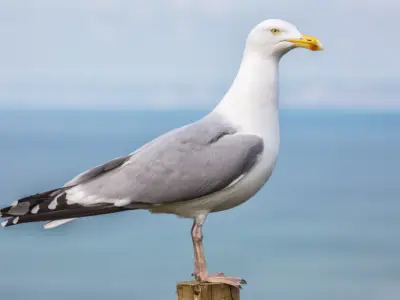 What is the Spiritual Meaning of Seagulls?