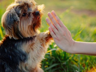 How Much Do You Know About Dog Behaviour?