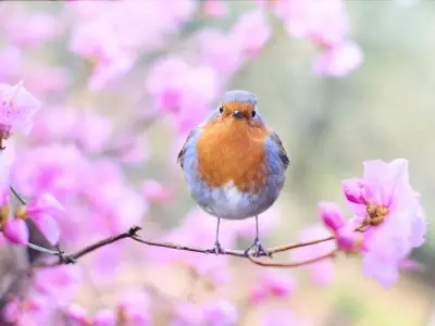 Robin Symbolism: What is the Spiritual Meaning of a Robin?